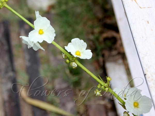 Large-Leaf Sword-Plant